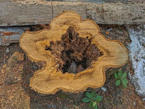 Necessary pruning of a large condemned tree. Stock Photos