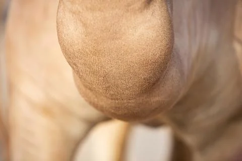 The neck of a camel clearly Stock Photos