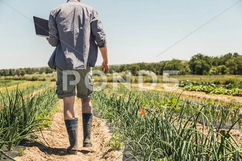 Neck Down Rear View Of Man Walking In Vegetable Patch Carrying Laptop