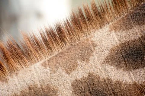 The neck of a giraffe Stock Photos