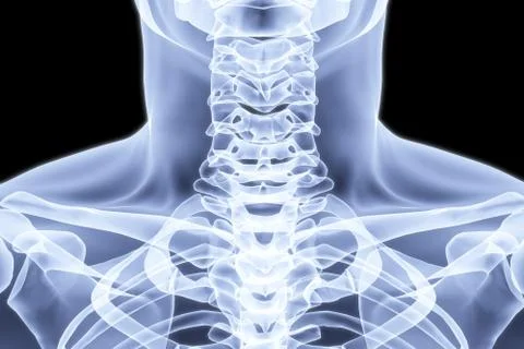 Neck Ilustração Stock