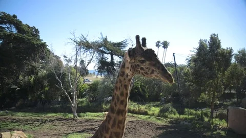 Neck up of masai giraffe at santa barbara zoo Stock Footage