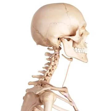 Neck muscle Stock Illustration