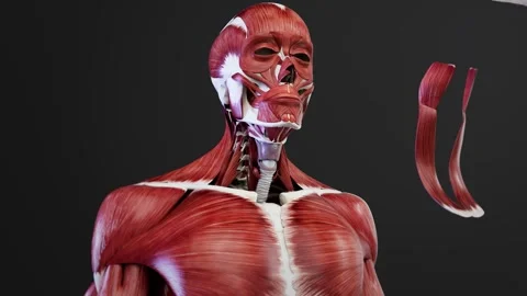Neck muscles 4K Video stock 285579134