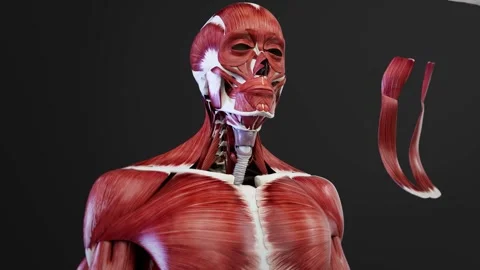 Neck muscles HD Video stock 285579130