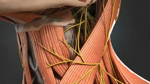 Neck muscles help support the cervical spine 스톡 일러스트