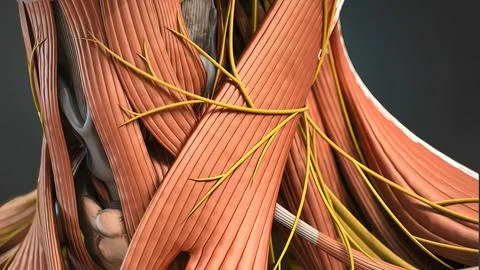 Neck muscles help support the cervical spine 스톡 일러스트