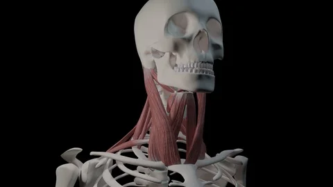 Neck Muscles Overview 스톡 동영상 122149264