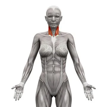 Neck Muscles - Sternal Head and Clavicular Head - Anatomy Muscles isolated on 스톡 일러스트