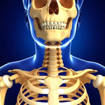 Neck skeleton artwork Stock Illustration