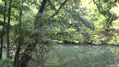Neckar River with green trees, in Germany Stock Footage 96142822
