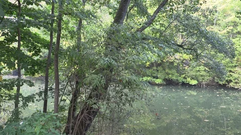 Neckar River with green trees, in Germany Vidéo 96152767
