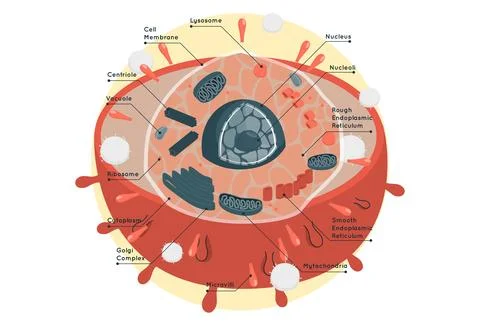 Necleus Concept Illustration Illustrazione stock