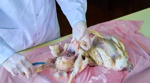 Necropsy of chicken poultry, post-mortem dissection by veterinarian Stock Photos