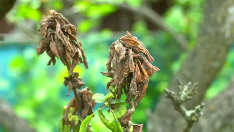 Necrosis of fruit tree leaves Stock Footage 133285660