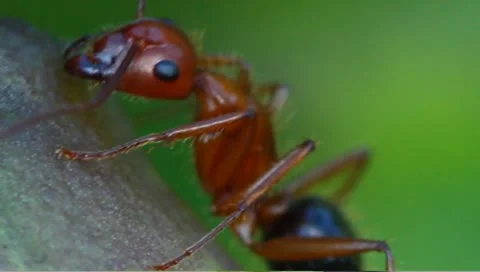 Nectar feeding ants Stock Footage 8967902