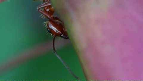 Nectar feeding ants Stock Footage 8968489