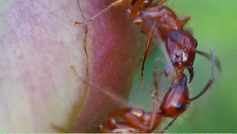 Nectar feeding ants Stock Footage 8968519