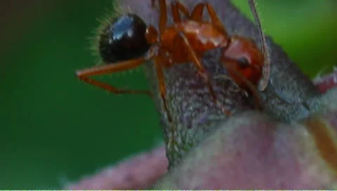 Nectar feeding ants Stock Footage 8968532