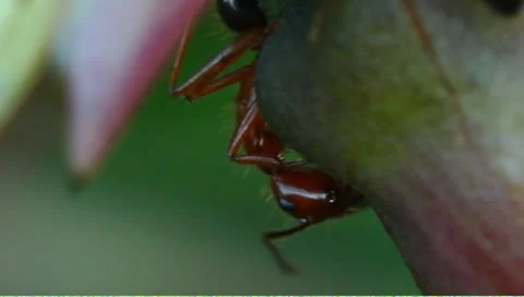 Nectar feeding ants Stock Footage 8968555