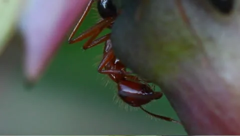 Nectar feeding ants Stock Footage 8968577