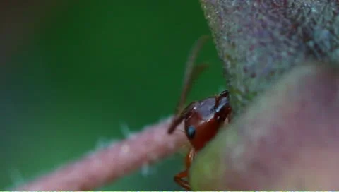 Nectar feeding ants Stock Footage 8968594
