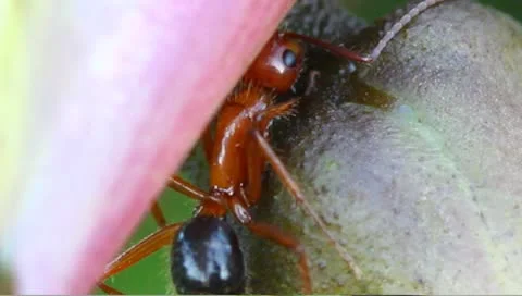 Nectar feeding ants Stock Footage 8968644