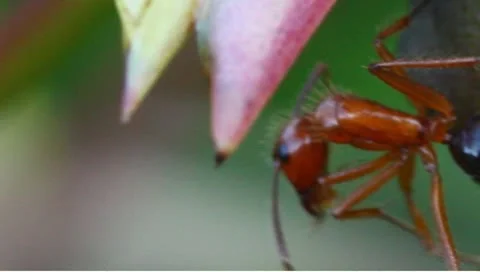 Nectar feeding ants Stock Footage 8968720