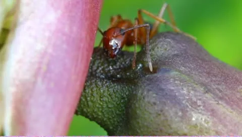 Nectar feeding ants Stock Footage 8968830