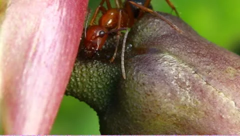 Nectar feeding ants Stock Footage 8969007
