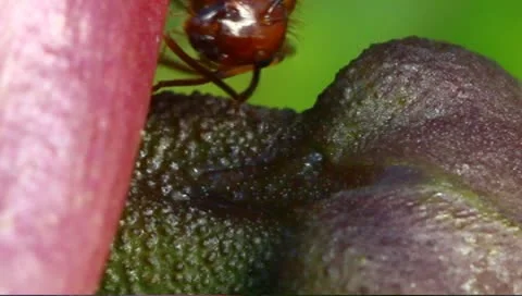 Nectar feeding ants Stock Footage 8969070
