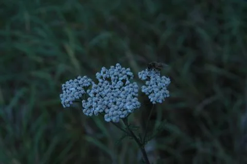 Nectar for flies Stock Photos