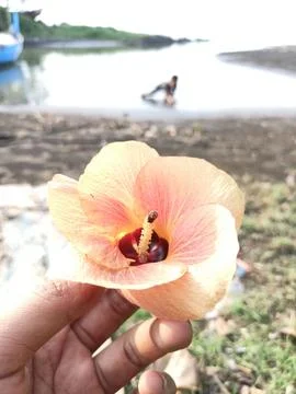 Nectar flowers that are often found on the beach, especially the coast of Java Stock Photos