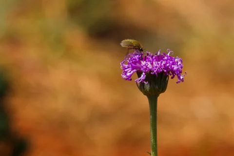 Nectar Foraging Hover Fly On Vernonia Flower Stock Photos