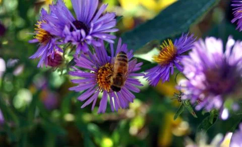 Nectar of the Gods Stockfoto's