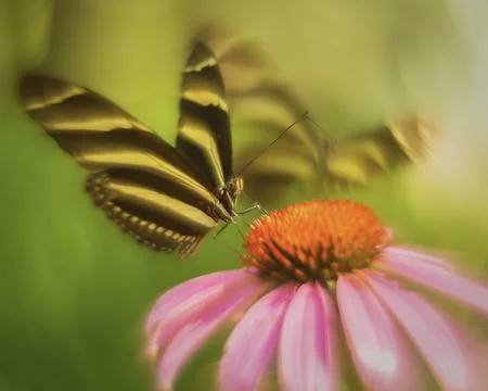 NECTAR HUNTER BOKEH Foto stock