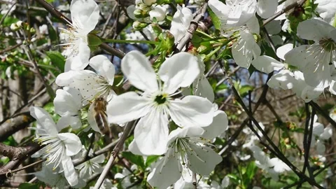 Nectar journeys. Bee in fruit paradise 스톡 동영상 278718601