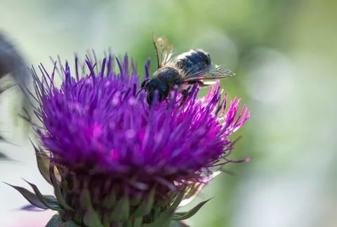 For nectar 스톡 사진