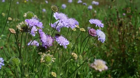 Nectar rich Scabious flowers attract many insects including honey bees Stock Footage 130849587