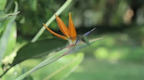 Nectar Search 動画素材 21933108