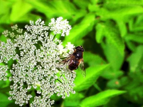 Nectar Sucking Fly Stock Photos