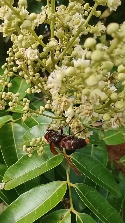 Nectar-sucking wasps Stock Footage 319927609