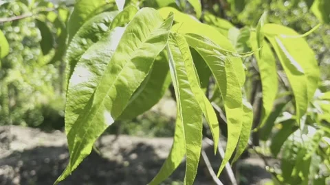 Nectar Tree Leaves In The Garden Stock Footage 196212429