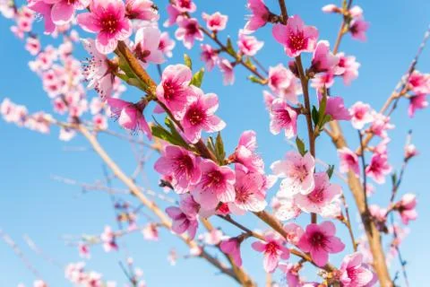 Nectarine blossom Stock Photos