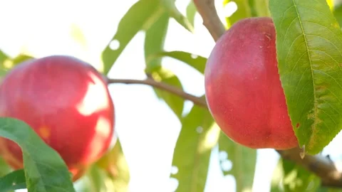 Nectarine on branch in the garden, close-up. Stock Footage 137712296