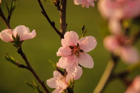 Nectarine Flower Stock Photos