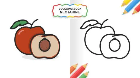 Nectarine fruit hand drawn coloring book for learning. Flat color ready to pr Stock Illustration