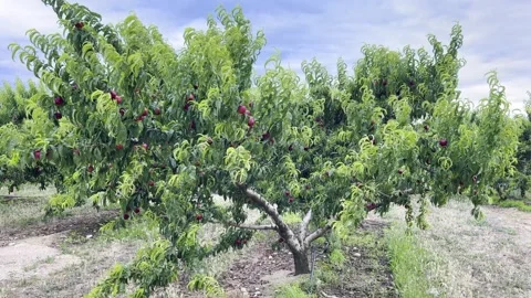 Nectarine fruit trees with fruits in orchard Stock Footage 280226090