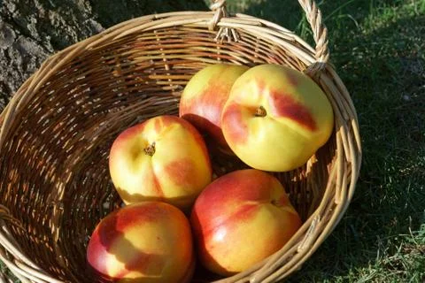 Nectarine Stock Photos