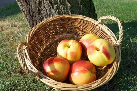 Nectarine Stock Photos